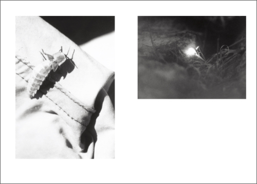 Jochen Lempert - Local Ecology. Kastellorizo