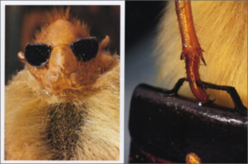 Simon Wald-Lasowski - The Art of the Hairy Monkey