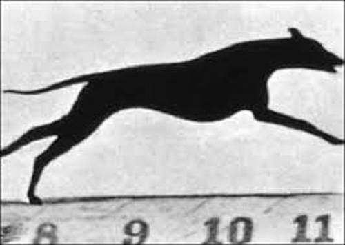 Muybridge Greyhound Running