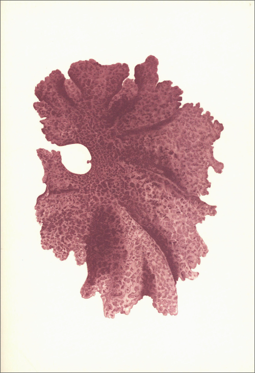 Notebook Japanese Algae