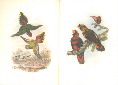 Notebook Birds of New Guinea