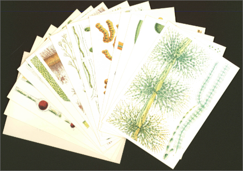 British Fresh-Water Algae (1882-1884): Postcards British Fresh-Water Algae (1882-1884): Postcards