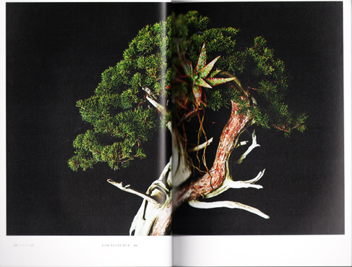 Encyclopedia Of Flowers Part 3 Encyclopedia Of Flowers Part 3