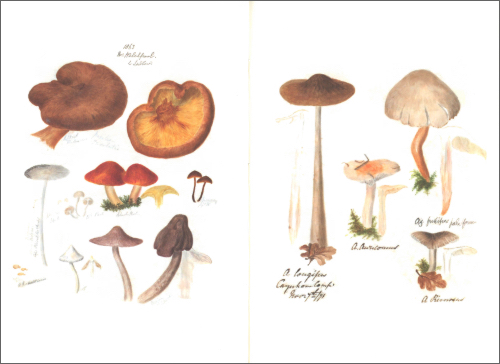 Notebook Fungi from the Midlands Notebook Fungi from the Midlands
