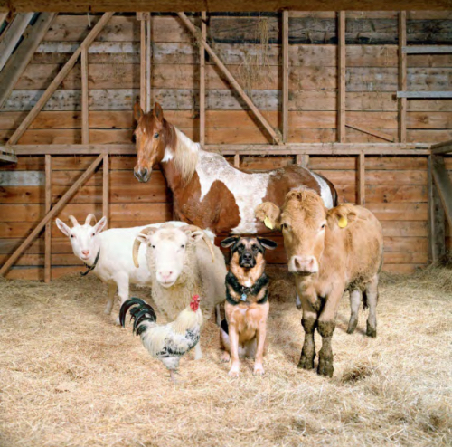 Rob MacInnis – The Farm Family Project Rob MacInnis – The Farm Family Project