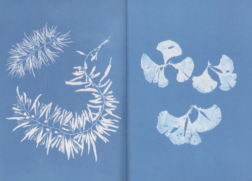 Notebook Sea Algae Cyanotype Notebook Sea Algae Cyanotype