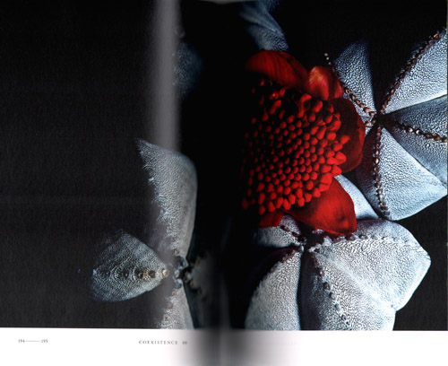 Makoto Azuma/shunsuke Shinoki: Encyclopedia Of Flowers 1 Makoto Azuma/shunsuke Shinoki: Encyclopedia Of Flowers 1