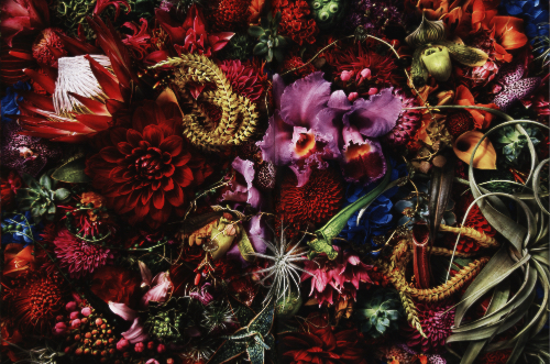 Encyclopedia of Flowers Volume 5: 2019–2021: The Power of Awakening Encyclopedia of Flowers Volume 5: 2019–2021: The Power of Awakening