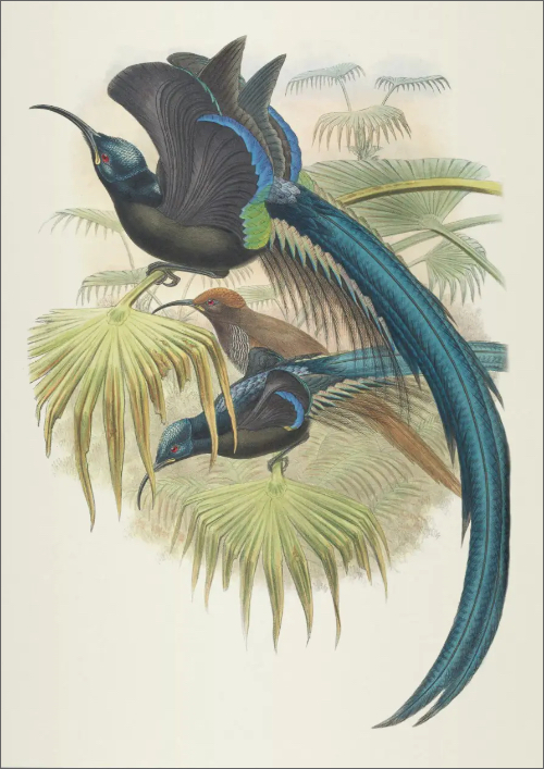 Notebook Birds of New Guinea