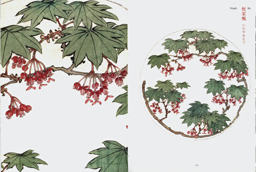 Flora Sketches By Shibata Zeshin - Collection Of The University Art Museum Tokyo