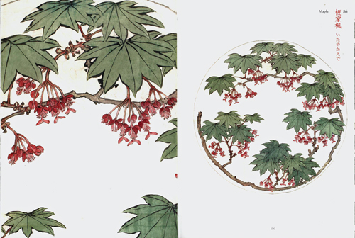 Flora Sketches By Shibata Zeshin - Collection Of The University Art Museum Tokyo Flora Sketches By Shibata Zeshin - Collection Of The University Art Museum Tokyo