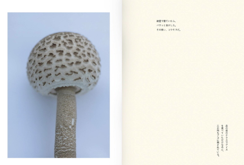 Takashi Homma – Islands, Islets, and Their Mushrooms