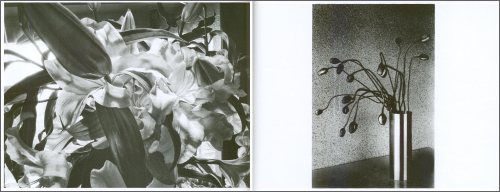 Daido Moriyama – Flowers Daido Moriyama – Flowers