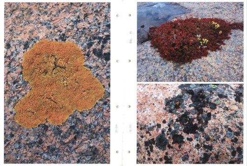 Sibylle Eimermacher - A Guide Through Hue Sibylle Eimermacher - A Guide Through Hue