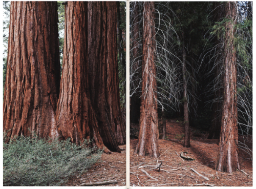 Danielle Mericle - The Dark Wood Danielle Mericle - The Dark Wood