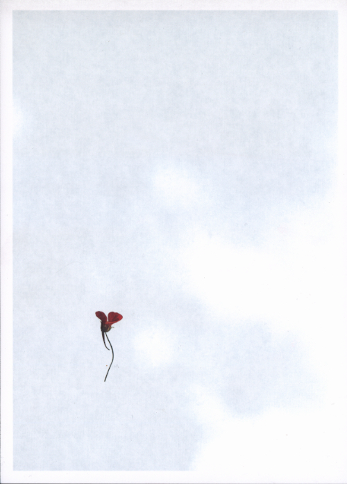 Keita Noguchi - Flower Keita Noguchi - Flower