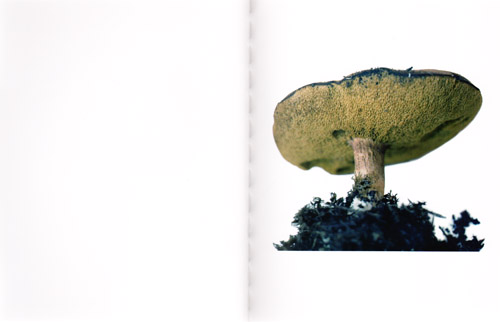 Takashi Homma - Scandinavian Mushroom