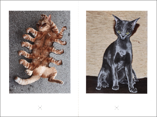 Very charming animals: CATS Very charming animals: CATS