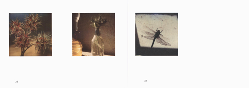 Robby Muller - Polaroids - Flora Robby Muller - Polaroids - Flora