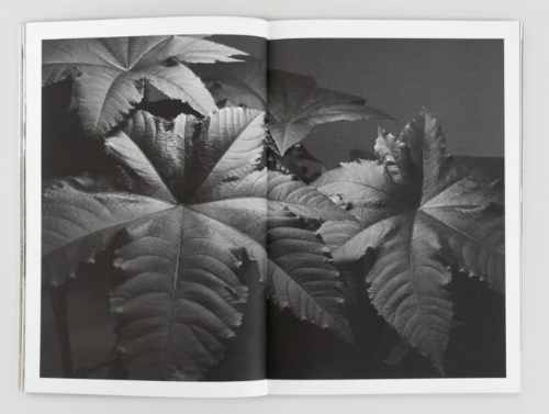 Fatma Bucak - While the Dust Quickly Falls Fatma Bucak - While the Dust Quickly Falls