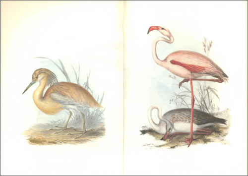 Notebook Birds of Europe