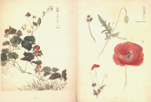 Flora Sketches By Tabata Kihachi III