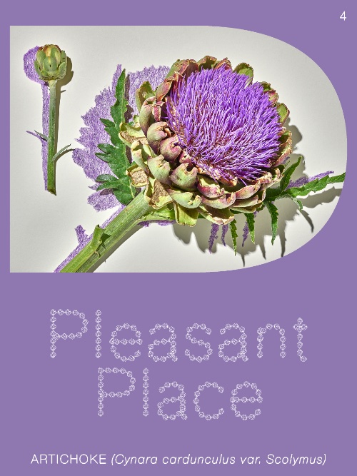 Pleasant Place 4: Artichoke (Cynara cardunculus var. Scolymus) Pleasant Place 4: Artichoke (Cynara cardunculus var. Scolymus)