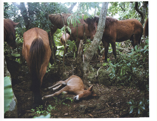 Charlotte Dumas: Work Horse Charlotte Dumas: Work Horse