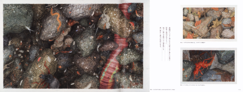 The Biennial of Illustrations Bratislava In Japan 2022-23 The Biennial of Illustrations Bratislava In Japan 2022-23