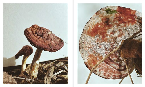 Ying Ang – Fruiting Bodies Ying Ang – Fruiting Bodies