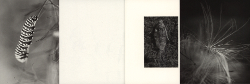 Hans Bol – On My Doorstep Hans Bol – On My Doorstep