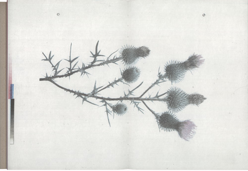 Baum / Jakob Blumenlese Baum / Jakob Blumenlese