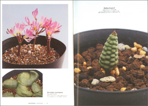 Undergrounds -Cape Bulb Book- Undergrounds -Cape Bulb Book-