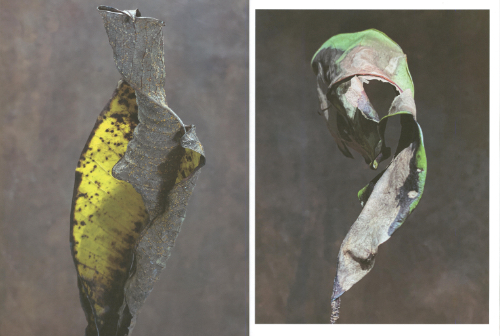Diana Blok – Living Leaves Diana Blok – Living Leaves