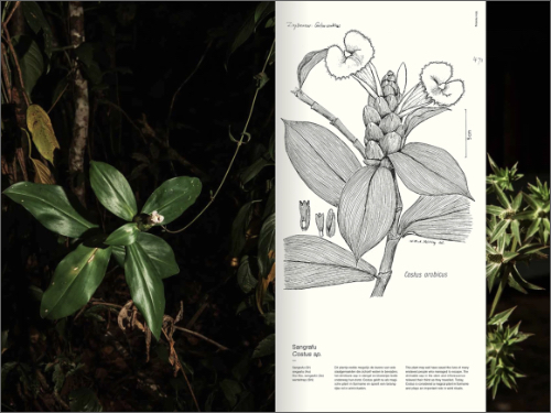 Michelle Piergoelam – Fourteen Leaves and a Cup of Water