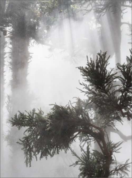 Ben Thorp Brown - Cura’s Garden