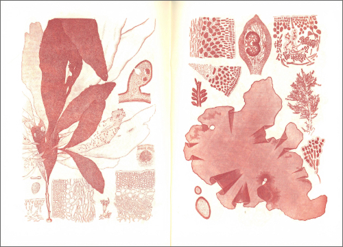 Notebook Japanese Algae Notebook Japanese Algae