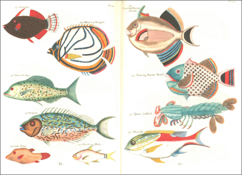 Notebook Fishes and Crabs Notebook Fishes and Crabs