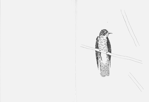 Nigel Peake - Birds Of Japan