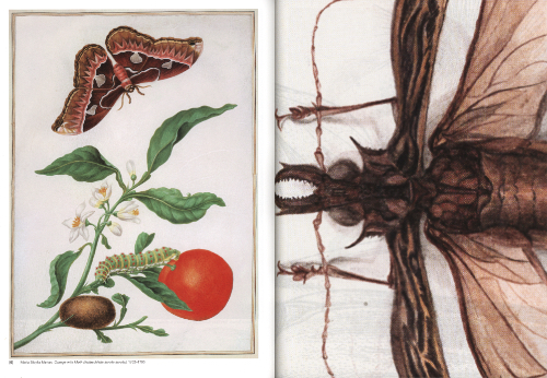 Crawly Creatures - Depiction and Appreciation of Insects and other Critters in Art and Science