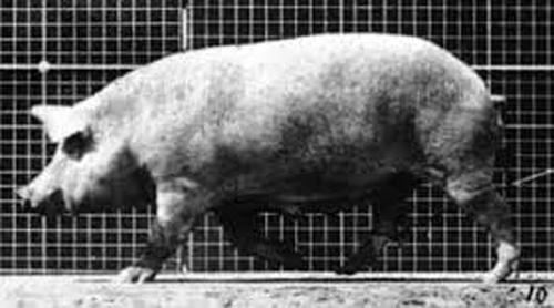 Muybridge Sow Walking