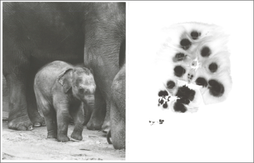 Charlotte Dumas — Entendue