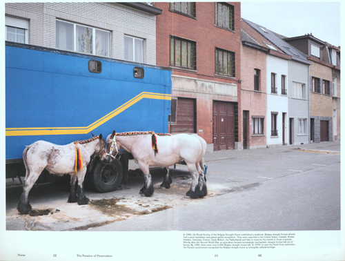 Heleen Peeters - Horse Heleen Peeters - Horse