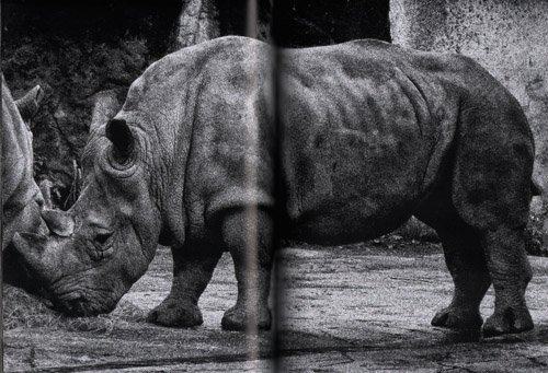 Daido Moriyama Record 28 Daido Moriyama Record 28