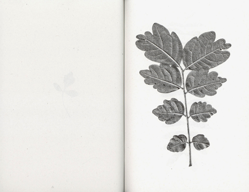 Plant Scans Jamie Yeo Plant Scans Jamie Yeo