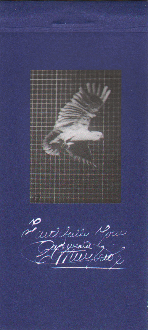 Muybridge: Cockatoo Flying