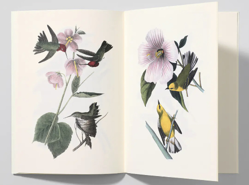 Notebook Birds of America