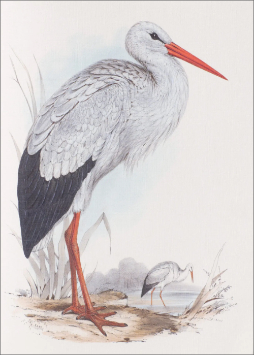 Notebook Birds of Europe