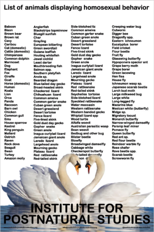 List of animal displaying homosexual behaviours · Swans (poster)
