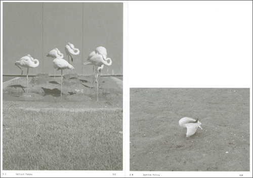 Anne Geene & Arjan De Nooy - Ornithology (new edition)